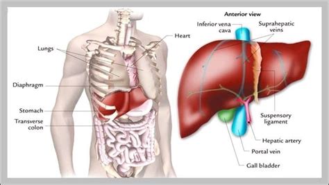 Liver location on human body - Graph Diagram