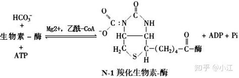 想问一下在糖异生中，丙酮酸羧化成草酰乙酸的详细步骤是什么 知乎