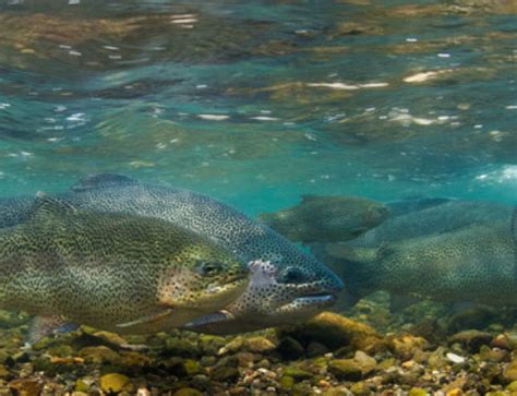 Three Rivers Ranch Fly Fishing Lodge in Warm River, Idaho - TRR Outfitters