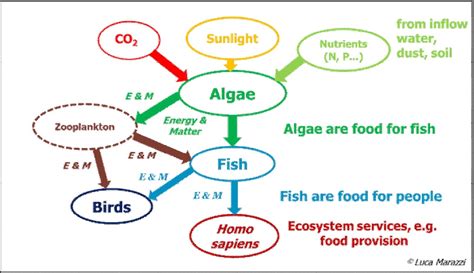 Researching Algae, the Unsung Heroes of Aquatic Food Webs