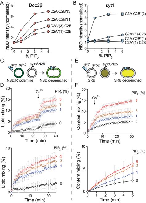 Increasing Pip Drives Ca Independent Penetration By Both C