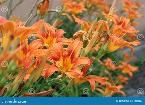 Beautiful orange lilies stock photo. Image of summer - 152250204