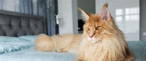 10 Large Cat Breeds with Even Bigger Personalities | Four Paws