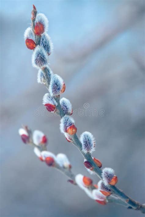 Pussy Willow Holiday Background Stock Photo Image Of Bush Blur