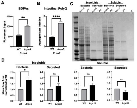 Ijms Free Full Text Bacteria Derived Protein Aggregates Contribute