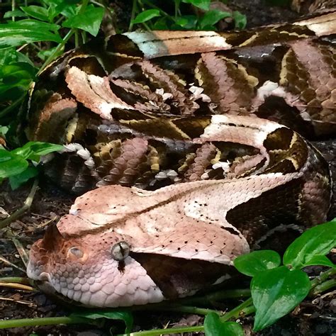 Camouflaged Snake
