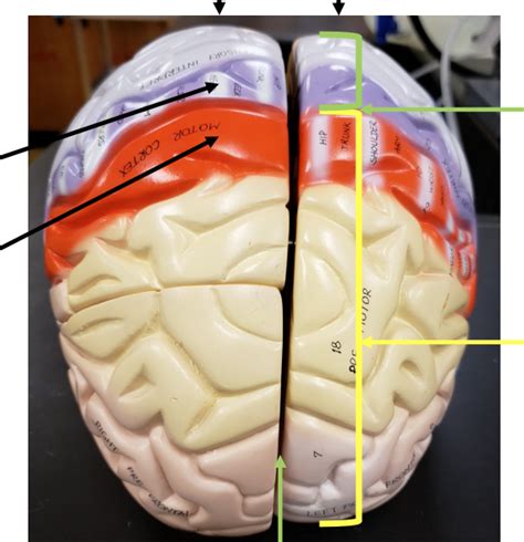 Color Coded Brain Model Superior View Diagram Quizlet