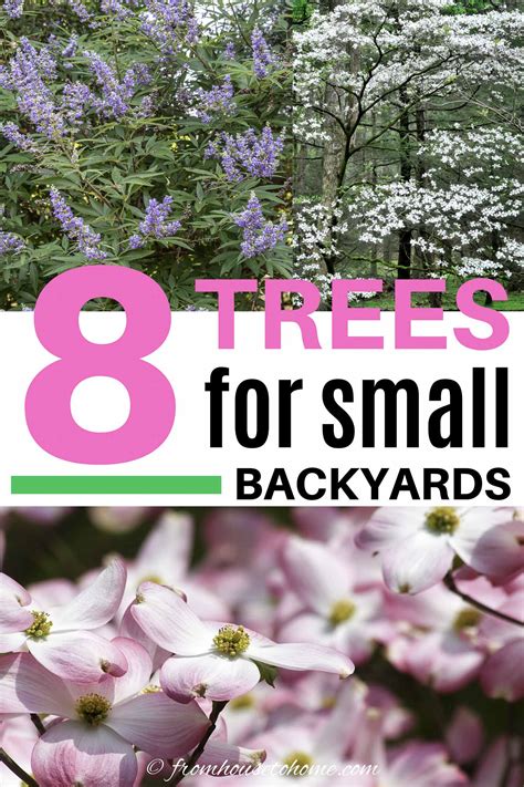 Best Backyard Trees (To Provide Shade And Privacy For A Small Yard)