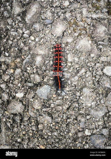 Black red caterpillar hi-res stock photography and images - Alamy