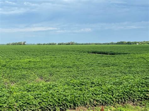 Crop Conditions Vary As Harvest Nears In Minnesota Brownfield Ag News