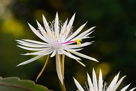 How Cacti Perform Photosynthesis In A Different Way Cactuscare