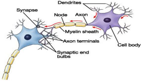 Structure of a Neuron