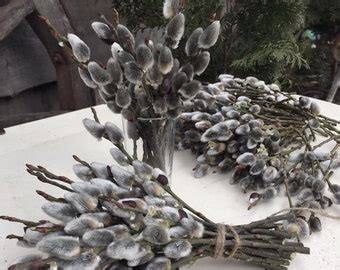Dried Pussy Willow Branches Twigs Catkins Spring Decor Easter Decoration Dried Bouquet Willow