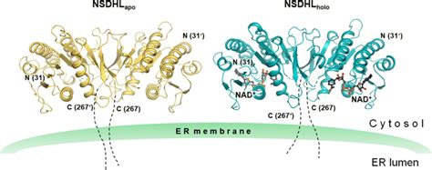 Overall Structures Of The Apo And Holo Forms Of Nsdhl Two Structures Download Scientific