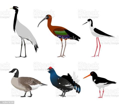 Ensemble Doiseaux Isolés Sur Fond Blanc Illustration Vectorielle