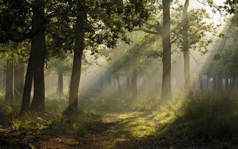 photography, Landscape, Forest, Trees, Sun Rays, Plants Wallpapers HD ...