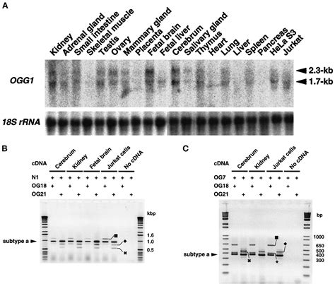 Expression And Differential Intracellular Localization Of Two Major