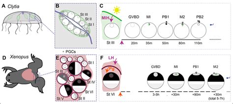 Xenopus Oocyte Maturation