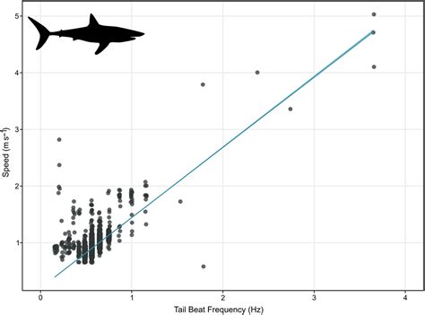 Shark Metabolism Speeds That Vary Between The Different Ocean Species - RYZE Superfoods
