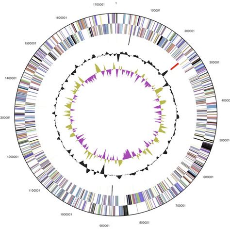 Graphical Circular Map Of The Genome From Outside To The Center Genes