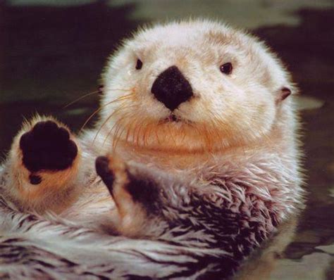 Sea Otter Enhydra lutris 해달 바다수달 cute face Image ONLY