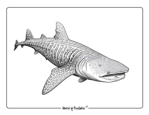 Whale Shark Coloring Pages