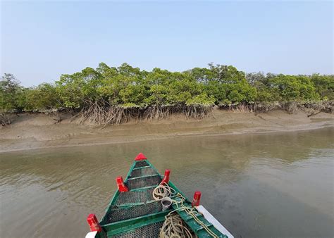 Visit Sundarbans Tiger Reserve in India | Audley Travel US