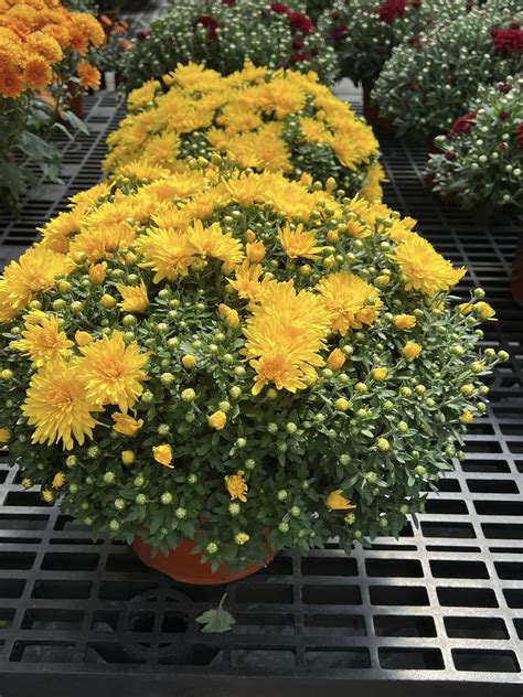 BHS Cancer Care at Clarion Hospital - It was a week of celebrations for