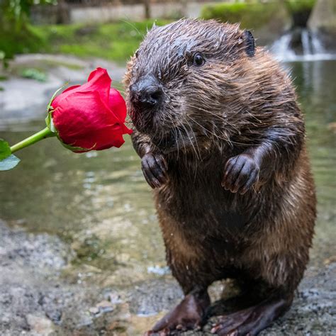 ‘I chews you’: Oregon Zoo animals celebrate Valentine’s Day