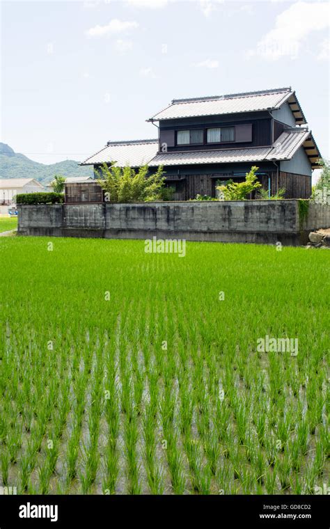 A Rice Paddy And A Traditional Japanese House Stock Photo Alamy