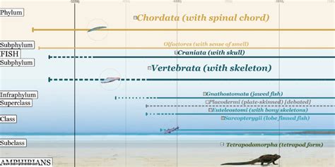 Animal Evolution Timeline