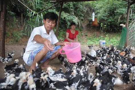 農民散養土雞不如養英國雞，省錢，多蛋，蛋、肉賣的都比土雞貴！ 每日頭條