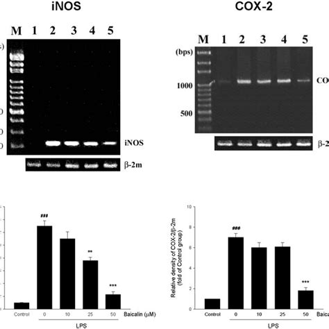 Effects Of Baicalin On Pro Inflammatory Cytokine Formation In