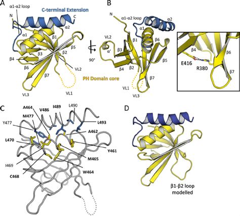 Structure Of Kindlin Pleckstrin Homology Domain A The Kindlin Ph