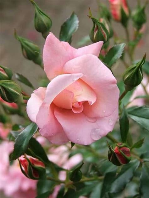 Pin By Ying K On Flora 植物群 Beautiful Roses Flowers Rose