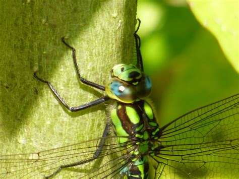 dragonfly   branch  stock photo public domain pictures