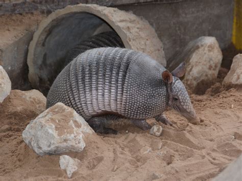 The Online Zoo - Nine-banded Armadillo