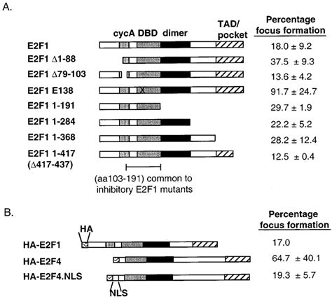 Dna Binding Ability Appears To Be Necessary And Su Cient For Inhibition