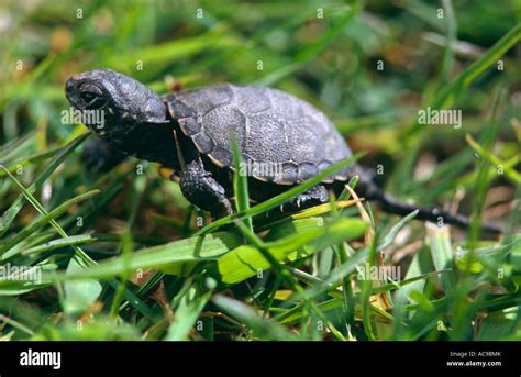 Baby European Pond Turtle Emys Orbicularis France Stock Photo Alamy