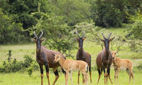 7 Days Gorilla Trekking And Wildlife Safari Queen Elizabeth Bwindi