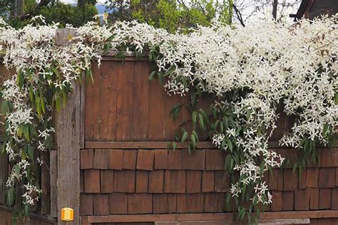 How To Grow Clematis Make Your Vines Pop With Color Gardeners Path