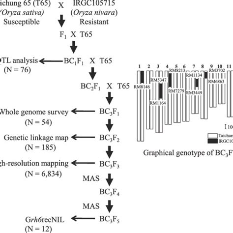 Breeding Scheme Of A Population Used For High Resolution Mapping Of Download Scientific Diagram