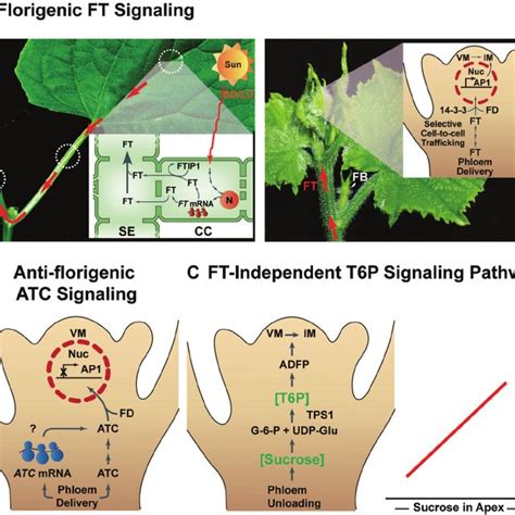 Plasmodesmata play a central role in controlling phloem delivery of ...