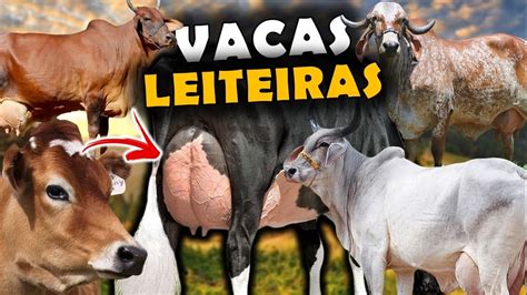 AS 7 PRINCIPAIS RAÇAS DE GADO DE LEITE DO BRASIL RAÇAS LEITEIRAS