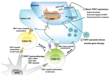 Htert Based Therapy A Universal Anticancer Approach Review