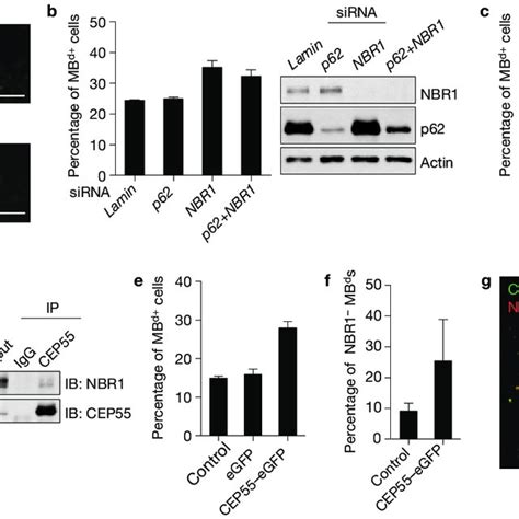 Nbr1 Is A Receptor For Targeting Mb D S To The Autophagy Pathway A