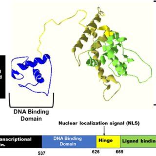 The Structure of the Androgen Receptor. The Androgen receptor consists... | Download Scientific ...