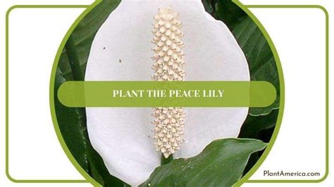 Growing Peace Lily in Water: Everything You Need to Know - Plant America