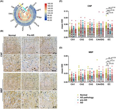 Region‐specific Low Expression Of Oligodendrocyte And Myelin‐associated