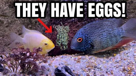 I Found Cichlid Eggs In My Aquarium Youtube